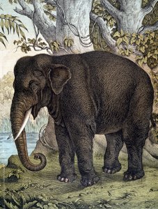Olifant - in 