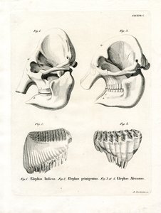 Olifantenschedels