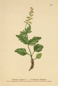Langgerekte Valeriaan
