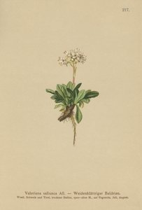 Helebladige Valeriaan