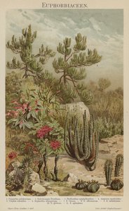 Euphorbia