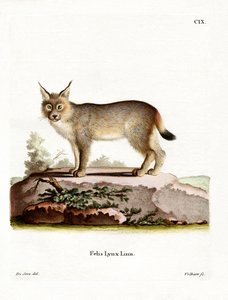 Euraziatische Lynx door German School
