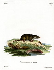 Euraziatische spitsmuis