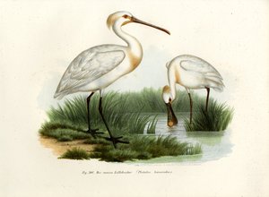 Lepelaar, 1864