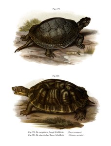Europese moerasschildpad door German School