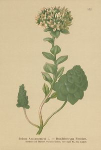 Altijdgroene Orpine