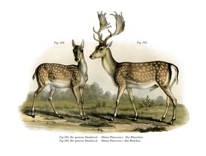 Damhert, 1860