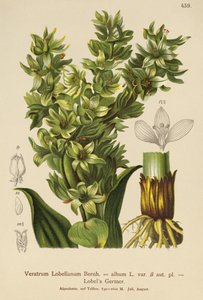 Valse Helleborine (Veratrum album, Veratrum Lobelianum)