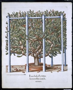 Ficus Indica Eystten uit Hortus Eystettensis door German School