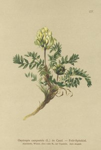 Veld Locoweed door German School