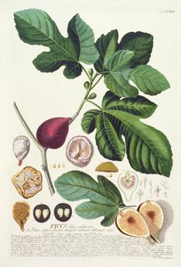 Vijg, gegraveerd door Johann Jakob Haid (1704-67) plaat 73 uit een botanisch boek, uitgegeven door Augustus Vind door German School