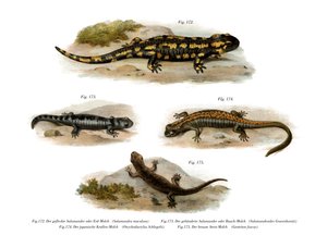 Vuursalamander