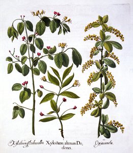 Vliegenstruik en Meidoorn, uit Hortus Eystettensis, door Basil Besler, 1613 door German School