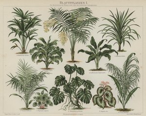 Bladplanten