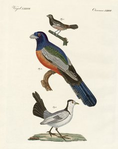 Buitenlandse vogels door German School
