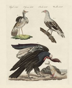 Vreemde vogels door German School