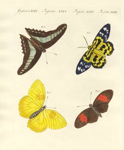 Exotische vlinders