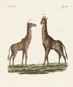 Viervoetige dieren