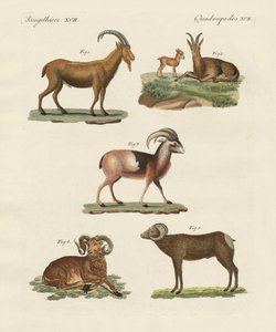 Viervoetige dieren door German School