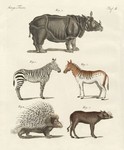 Viervoetige dieren