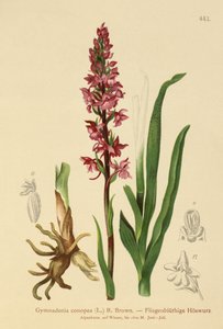 Geurige Orchidee (Gymnadenia conopea)