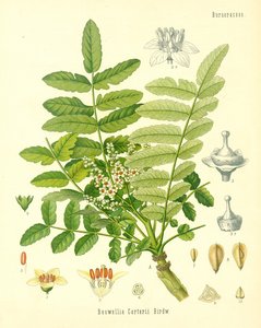 Wierook, illustratie uit Koehlers Medicinale Planten, gepubliceerd in 1887 door German School