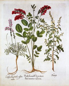 Franse Kamperfoelie, Gewone Sainfoin en Veergeranium, uit Hortus Eystettensis, door Basil Besler, gepubliceerd 1613