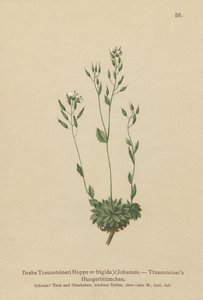 Koude Nagelkruid