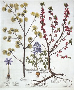 Helmbloem, Peperboompje, Kornoelje en Lentekrokus, uit Hortus Eystettensis, door Basil Besler, 1613