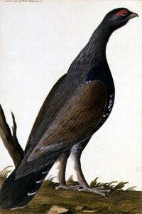 Wild Vogel, c.1740