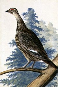 Wild Vogel, c.1740 door German School