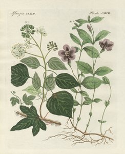 Duitse groenblijvende plant