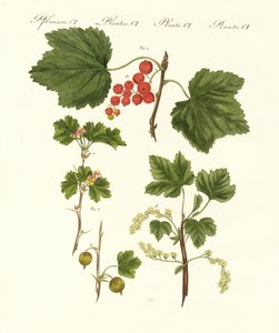 Duitse soorten vruchten