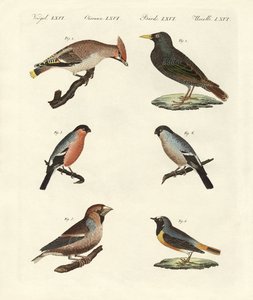 Duitse zangvogels door German School