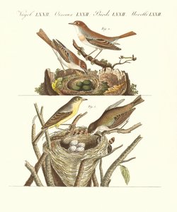 Duitse zangvogels door German School