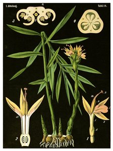 Gember (Zingiber officinale Roscoe) door German School