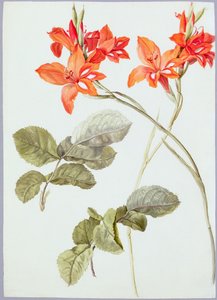 Gladiolen en rozenbladeren, c.1790 door German School