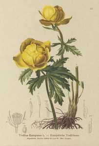Kogelbloem