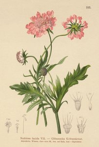 Glanzende Scabiosa