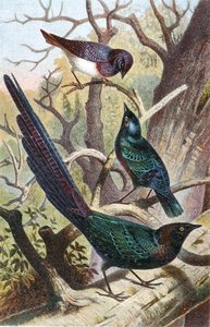 Glanzende Spreeuwen, plaat uit "Brehms Tierleben: Allgemeine Kunde des Tierreichs", vol 4, p. 392, uitgegeven door Bibliographisches Institut door German School