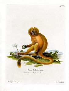 Gouden leeuwaapje