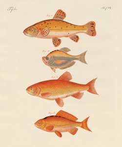 Goudvis