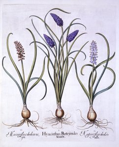 Blauwe Druifjes, uit Hortus Eystettensis, door Basil Besler, 1613 door German School