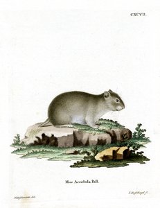 Grijze Dwerg Hamster