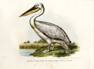 Grote witte pelikaan, 1864
