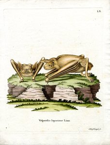Grote Bulldogvleermuis