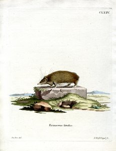 Grote Egeltenrec door German School