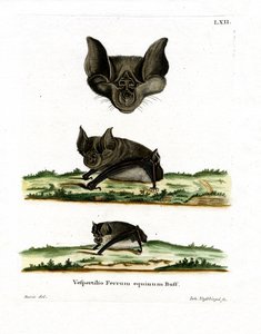 Grote Hoefijzervleermuis
