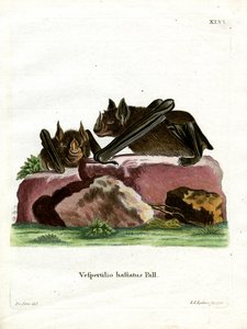 Grote Speerneusvleermuis