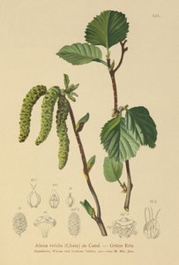 Groene Els (Alnus viridis) door German School